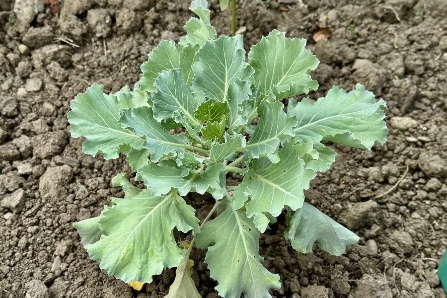 Белокрылка на капусте: 5 проверенных биопрепаратов, которые точно не подведут 