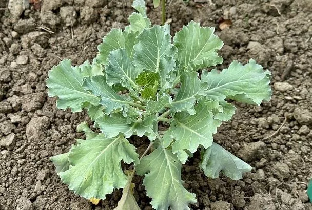 Белокрылка на капусте: 5 проверенных биопрепаратов, которые точно не подведут 