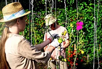 Китайская подвязка для томатов: эффективные методы для экономии времени и защиты урожая