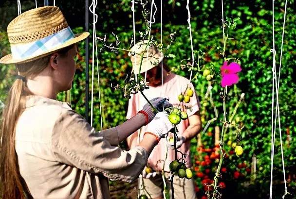 Китайская подвязка для томатов: эффективные методы для экономии времени и защиты урожая