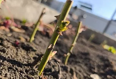 Переезд на ПМЖ: когда и как пересаживать укоренившиеся черенки роз на постоянное место