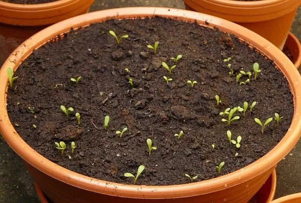 Быстро взойдут даже прошлогодние семена: секреты успешной посадки