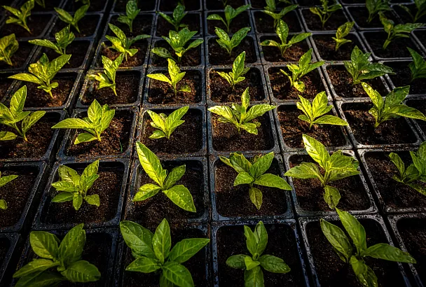 Без покупных грунтов: мой способ вырастить сильную рассаду