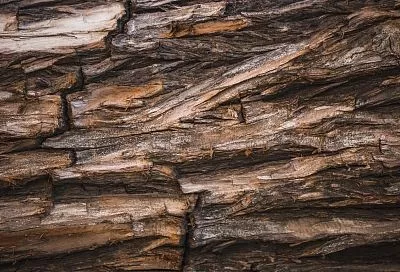 Ученые вдвое ускорили переработку коры в углеродные сорбенты