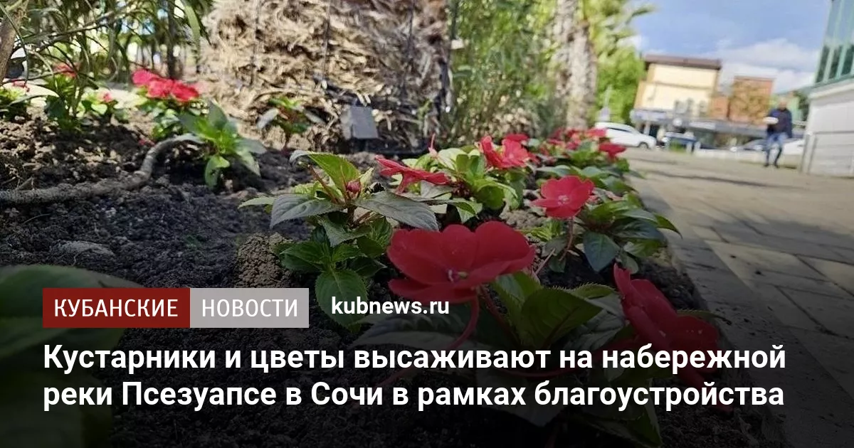 Кустарники и цветы высаживают на набережной реки Псезуапсе в Сочи в рамках благоустройства