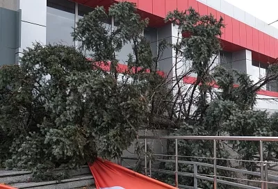 Сильный ветер ожидается в Краснодаре