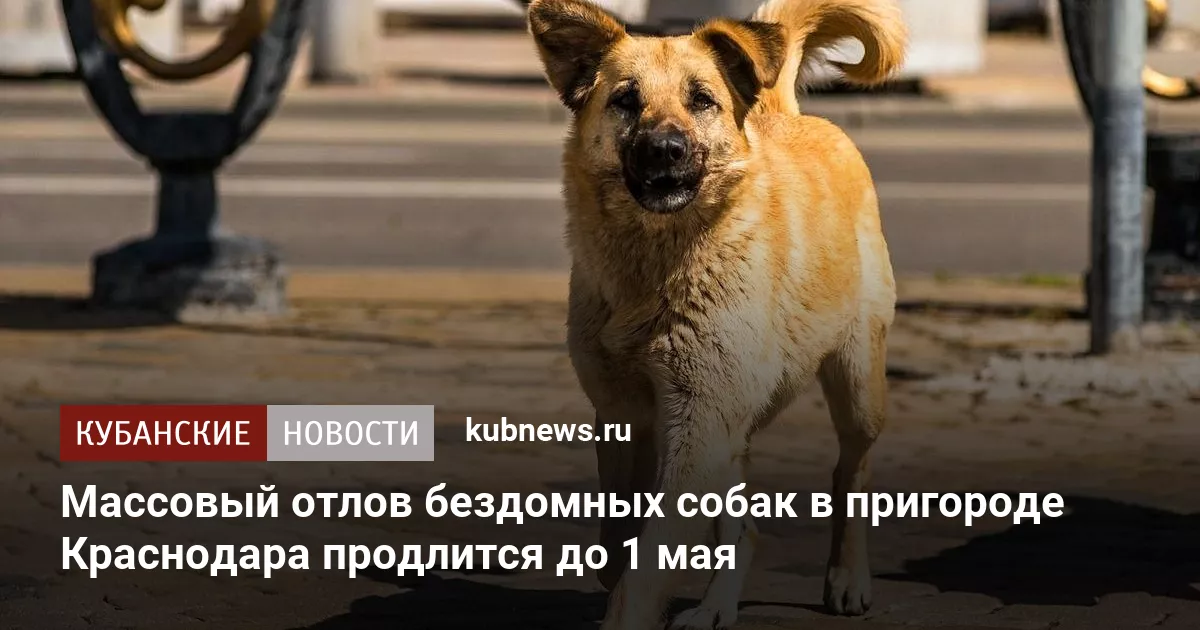 Массовый отлов бездомных собак в пригороде Краснодара продлится до 1 мая