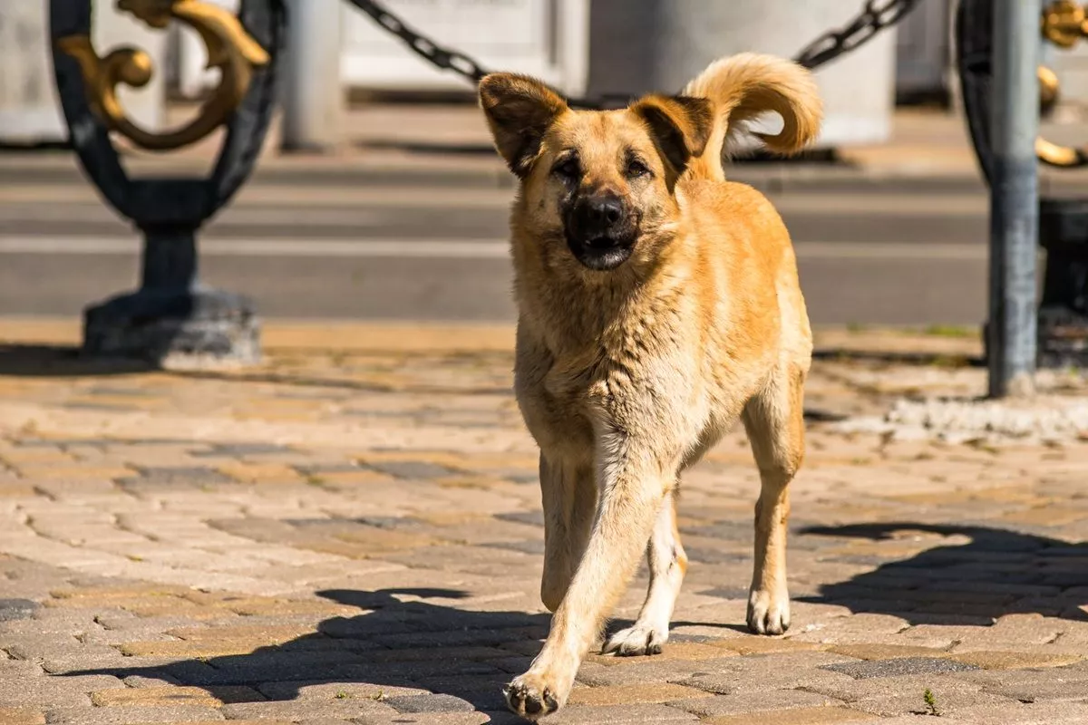 Массовый отлов бездомных собак в пригороде Краснодара продлится до 1 мая