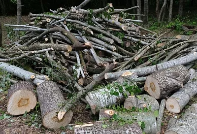 За выброс листвы и веток в контейнеры можно получить штраф