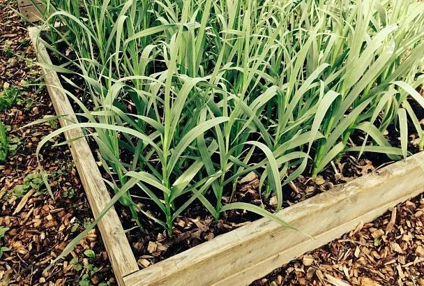 Перед посадкой озимого чеснока смотрю не в календарь, а на термометр: что надо знать и уметь делать, чтобы получить шикарный урожай в следующем году?