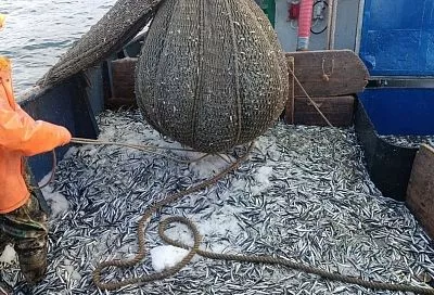 Объемы промысла в Азовском и Черном морях превышают прошлогодние