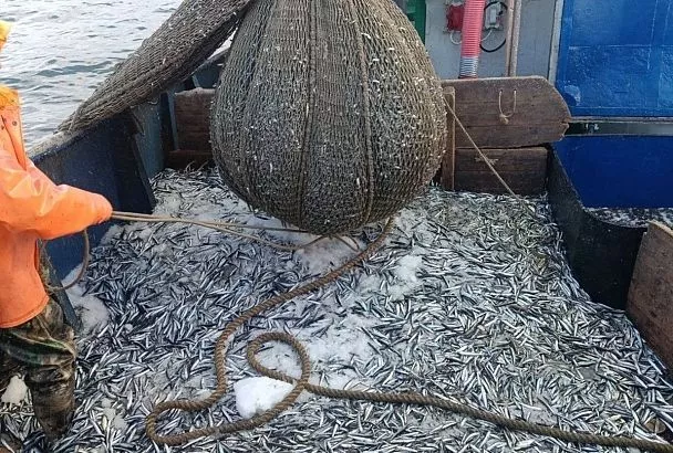 Объемы промысла в Азовском и Черном морях превышают прошлогодние