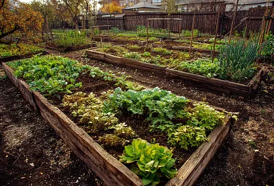 11 садовых лайфхаков, которые работают, и бесплатные 