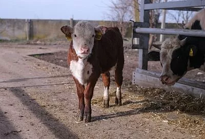 В КубГАУ создали иммуноген для вакцины против коронавируса у телят
