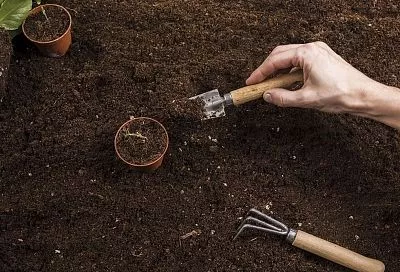 В продаже не грунт для рассады, а «кот в мешке»: 3 причины для посева семян в 2025 году самому сделать такую смесь