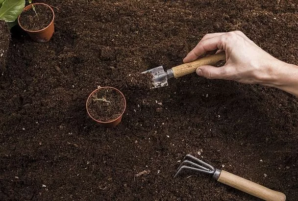 В продаже не грунт для рассады, а «кот в мешке»: 3 причины для посева семян в 2025 году самому сделать такую смесь