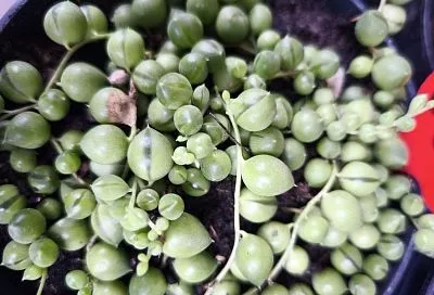 Зеленые шарики в горшке: это экзотическое растение под силу вырастить даже неопытному цветоводу 