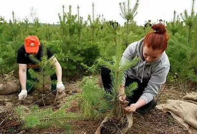 Вениамин Кондратьев: «В Краснодарском крае к 2030 году планируем восстановить свыше 120 гектаров леса»