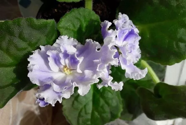 Когда нельзя, но очень надо: можно ли лечить фиалку от клеща обработками по листу