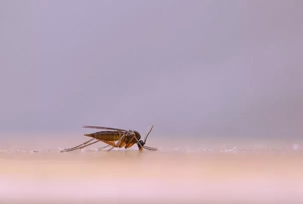 Температура и ломка: турист попал в больницу после возвращения с Шри-Ланки