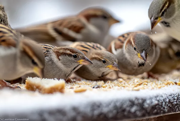 Нужно ли подкармливать воробьёв зимой — и почему это важно