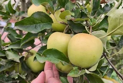 Начало закладывается в конце: 2 обработки, определяющие здоровье вашего сада