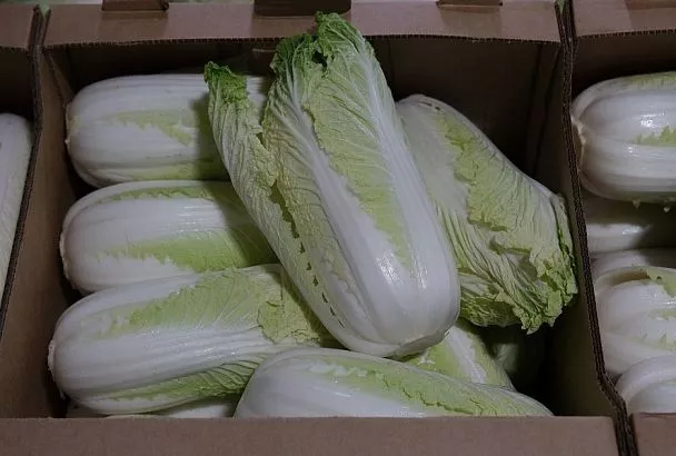 Секреты выращивания пекинской капусты: как получить нежные и сочные кочаны