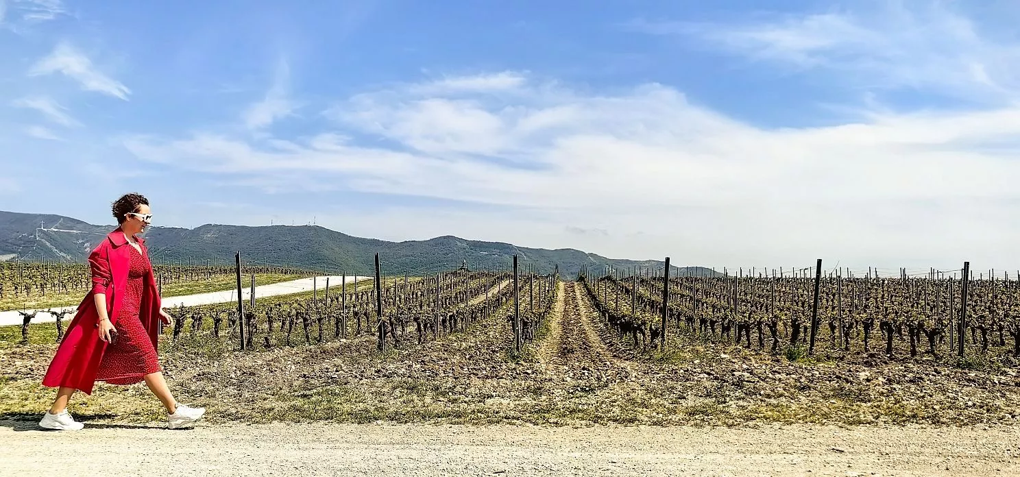 Ценителей лозы и премиальных напитков из янтарной ягоды ждут в Геленджике на экскурсию по виноградной долине.