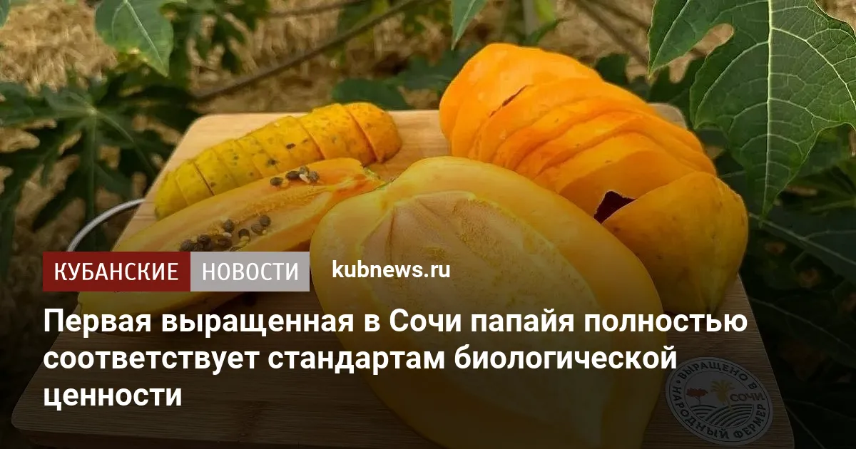 Первая выращенная в Сочи папайя полностью соответствует стандартам биологической ценности