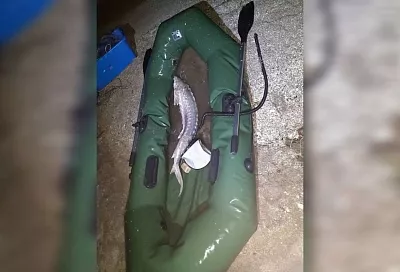 Браконьер получил 1,5 года исправительных работ за вылов краснокнижного осетра на Кубани