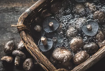 Засолочные грибы: как подготовить рыжики, волнушки и чернушки