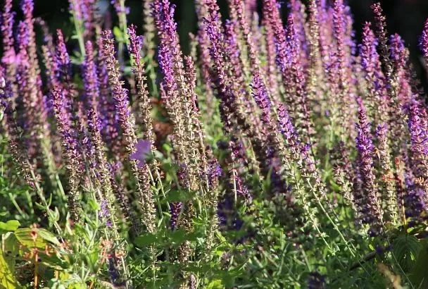 Выращивание шалфея может привести к уголовному наказанию