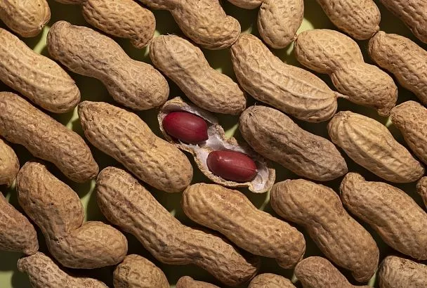 Краснодарский край стал площадкой для испытаний новых российских сортов арахиса