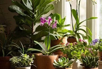 Растворяю столовую ложку сахара в литре воды по совету агронома и мои растения радуют пышным цветением круглый год 