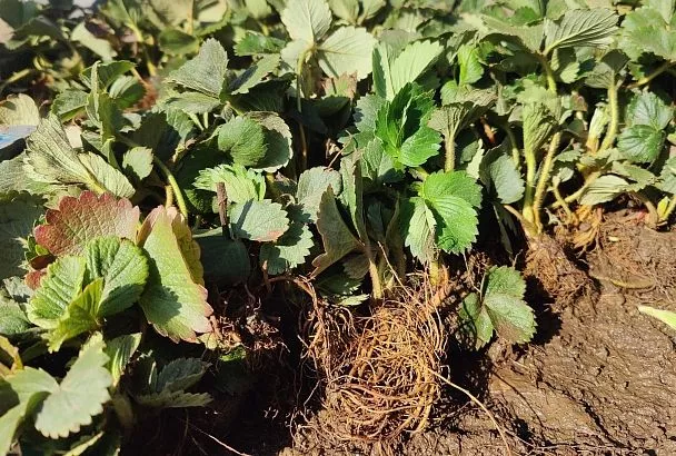 Обрезаю клубнику до 5 августа так – и на будущий год сладкий урожай ведрами