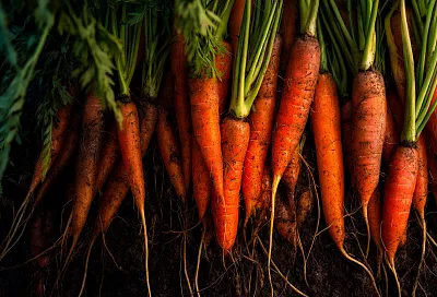 Когда убирать морковь и свёклу: верные признаки и главный секрет против гнили