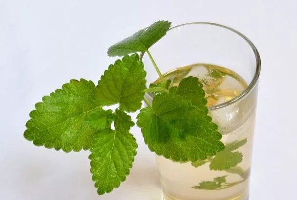 На вкус и запах: полезные свойства мелиссы