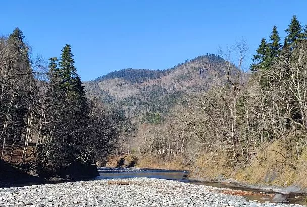 Новое растение обнаружили в горах Восточного Кавказа – астрагал сердечный