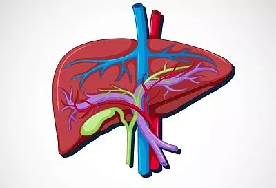 Ожирение печени: врач рассказала, откуда берется новая пандемия и насколько это опасно