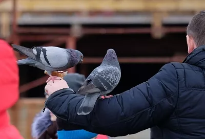 Трамп - о договоренностях по урегулированию на Украине, голуби-биодроны и NASA в поисках экзопланет: что произошло к утру 26 ноября