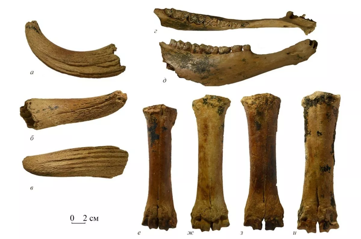 Новый вид древних бизонов описали ученые по найденным в пещере Крыма костям