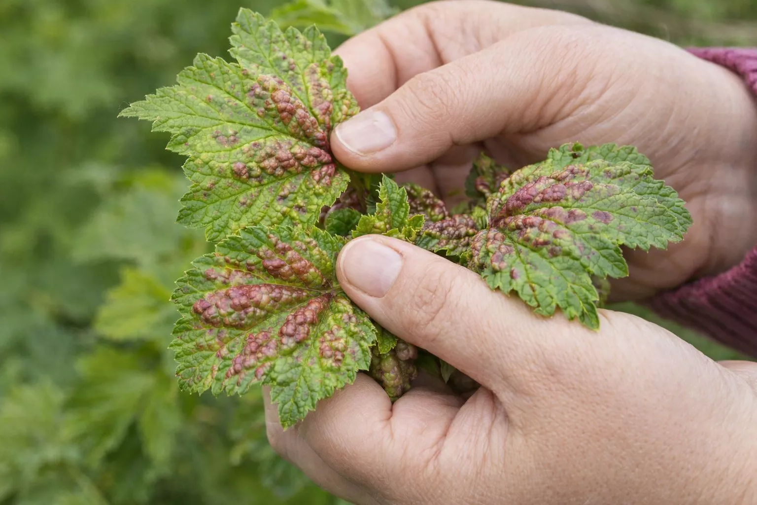 Антракноз уничтожает до 70% урожая смородины: пошаговая схема лечения