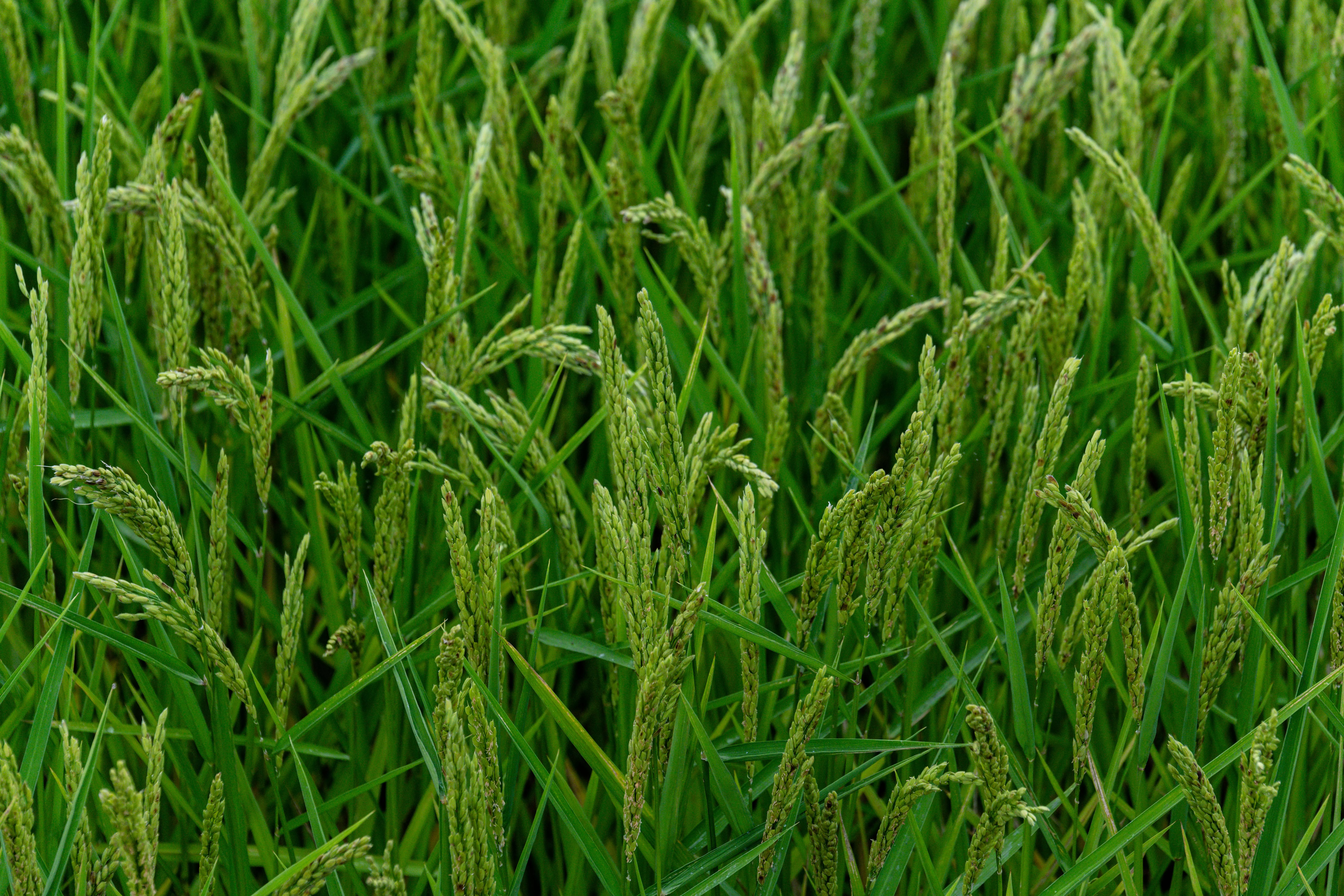 В Краснодарском крае появится новый способ улучшения качества риса