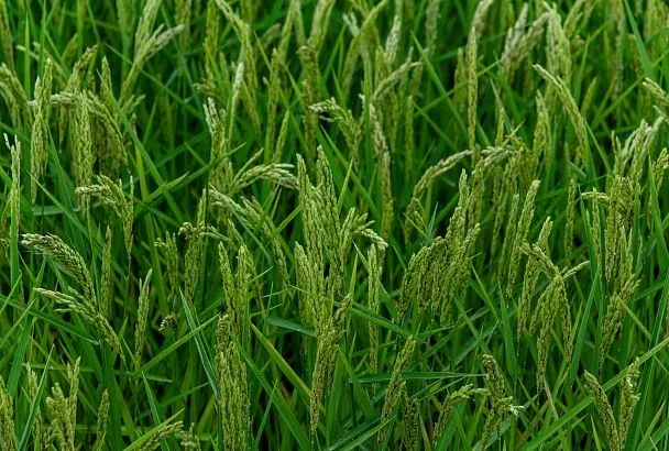 В Краснодарском крае появится новый способ улучшения качества риса