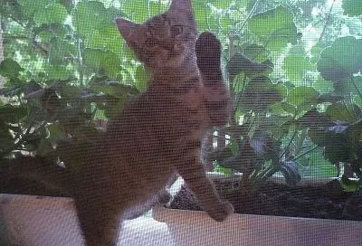 Родители понесут дополнительные траты: ремонт москитных сеток обойдется теперь дороже