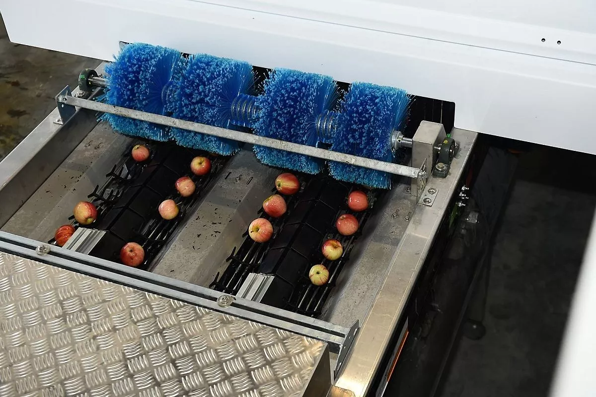 В компании «Алма Продакшн»  выращивают лучшие яблоки