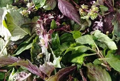 Моя волшебная базиликовая соль: аромат лета в каждой щепотке