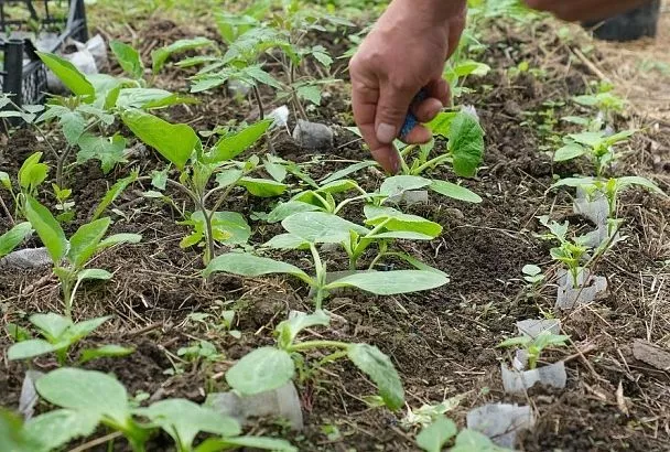 Быстро, жестко, неизлечимо: что делать, если пришел вилт