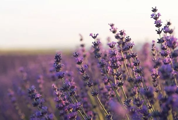 Рассада лаванды за 3 шага: как вырастить фиолетовую красавицу из семян 