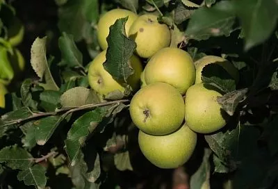 От цветочка к яблочку: какой вклад вносят садоводы в развитие кубанского АПК 